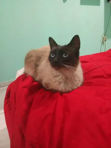 Estou doando três gatos são dóceis carinhosos se dá bem com outros tipos de animais