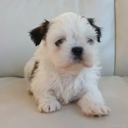 Cachorro Macho e Fêmea com Garantias Shih tzu/shitzu São Paulo
