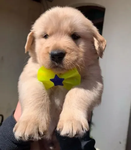 Ótimo padrão da raça o golden retriever robusto e peludos