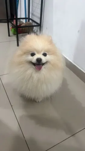 Lulu da Pomerania macho 