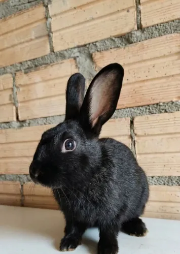 Coelho macho 