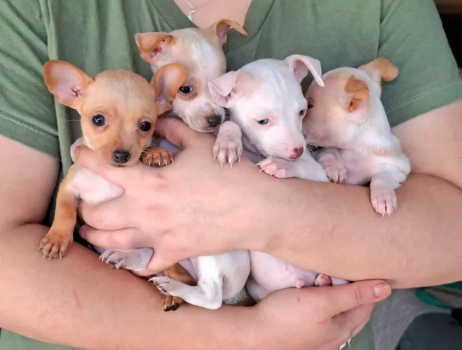 PINSCHER MINIATURA COR RARA