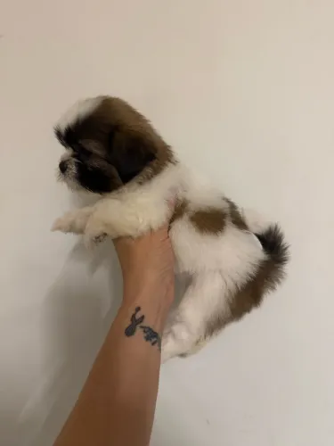 Shih tzu fêmea 