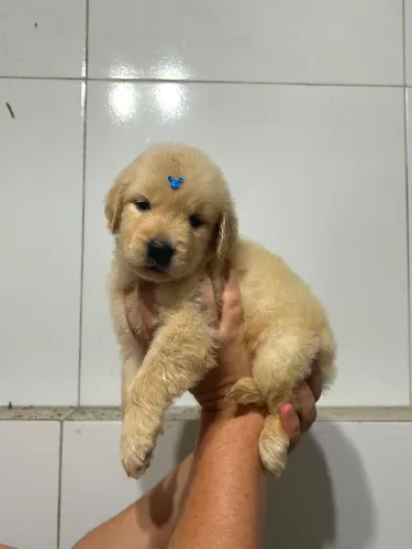 Filhotes de golden retrevier disponíveis 
