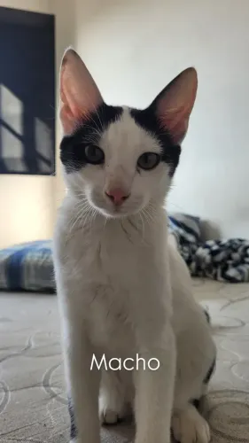 5 gatinhos para adoção responsável 