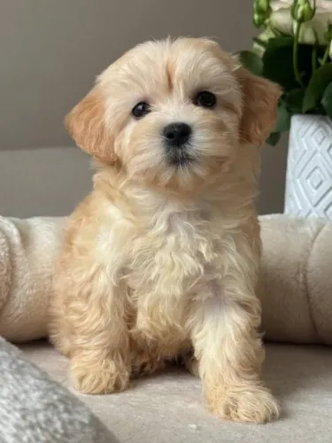 Poodle - Pequenos companheiros com muito amor para dar