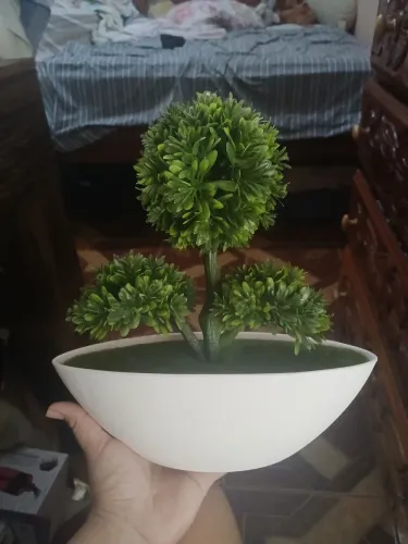 Planta Decorativa