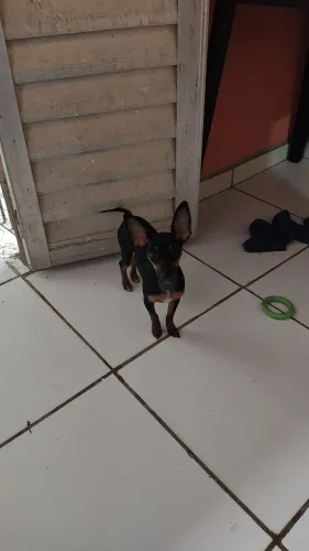 Pinscher