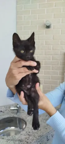 Gatinho filhote pra adoção