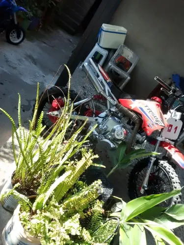 Tr 50 f mini moto