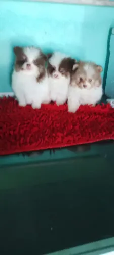 Spitz Alemão 