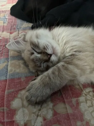 Gata filhote peludinha - Ragdoll