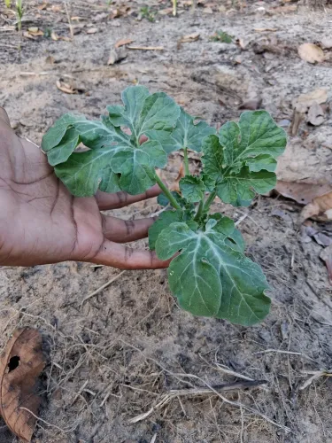 Mudas de plantas