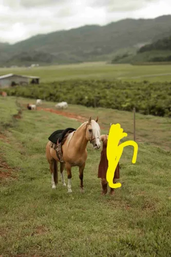 CAVALO CRIOLO