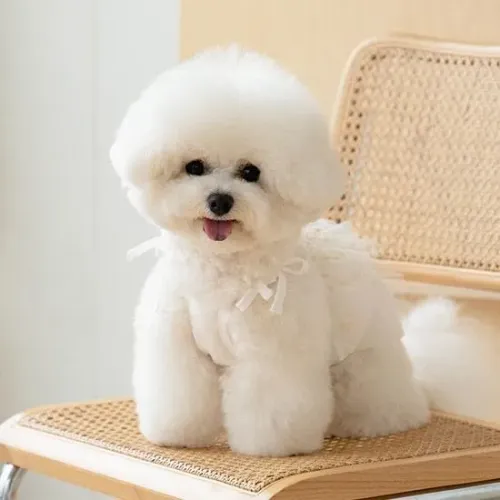 Bichon Frise 