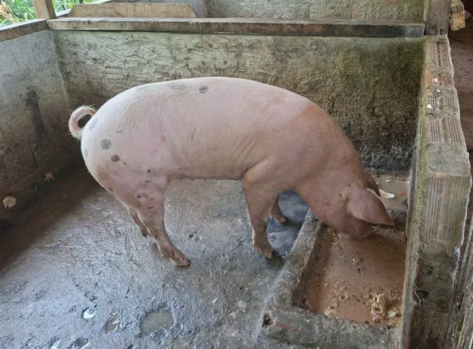 Vendo porca bem gorda e bem tratada
