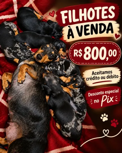 Cachorro dachshund 