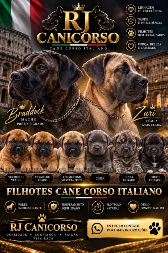 Filhotes de Cane Corso Italiano com Pedigree
