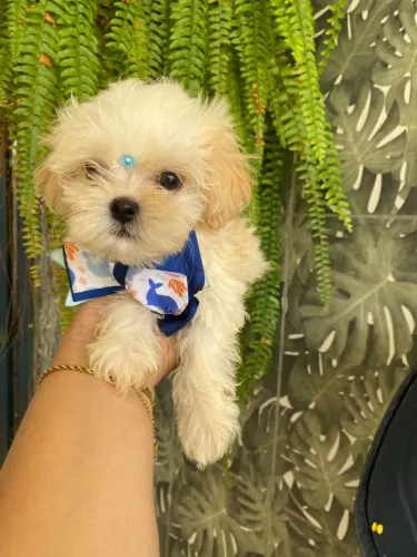 Lhasa apso