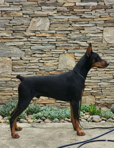 Lindo Dobermann jovem aos 18 meses ( Excelente Pedigree)
