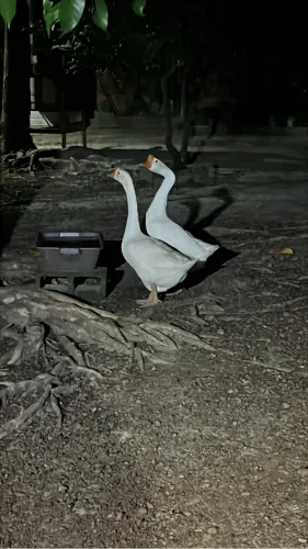 ? CASAL DE GANSOS À VENDA ?