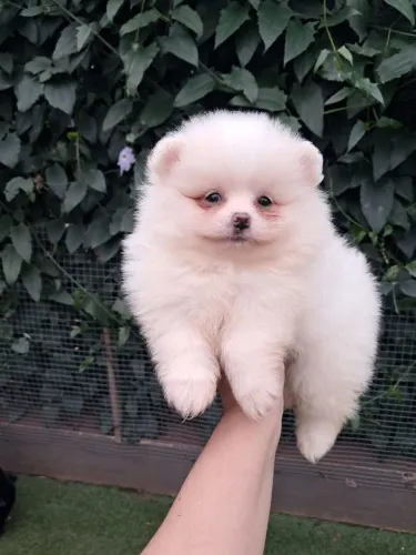 Spitz alemão anão