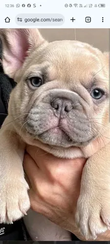 Bulldog francês BLUE