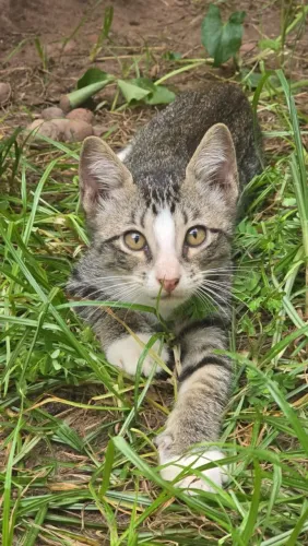 Gatinho para adoção