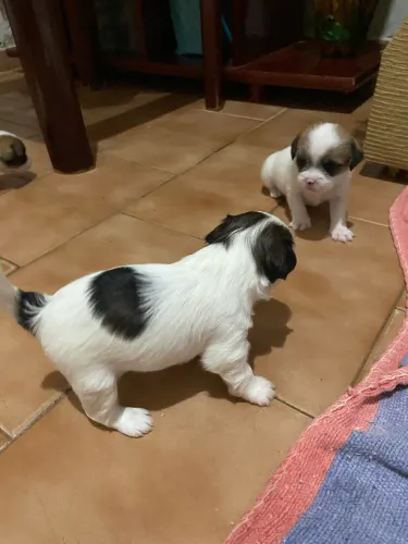 Filhotes de shihtzu para reserva