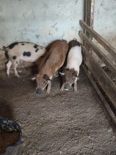 Porcos