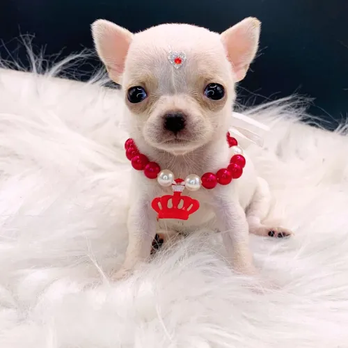 Chihuahua fêmea