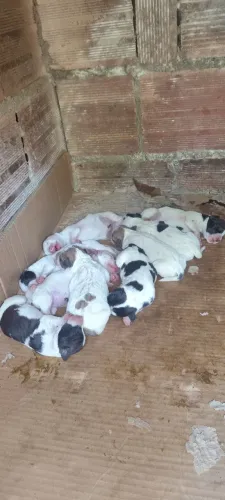 doação filhotes de boxer com salsicha