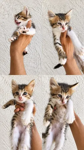 Gato para adoção