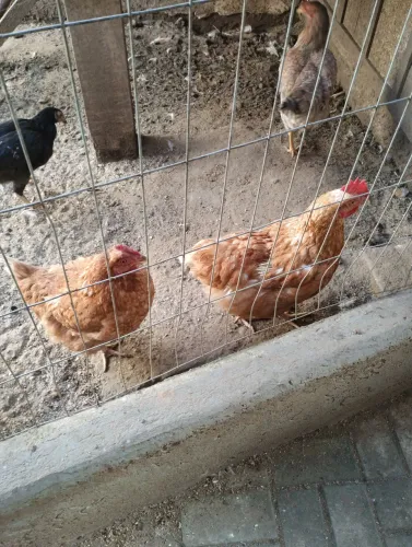 Galinhas