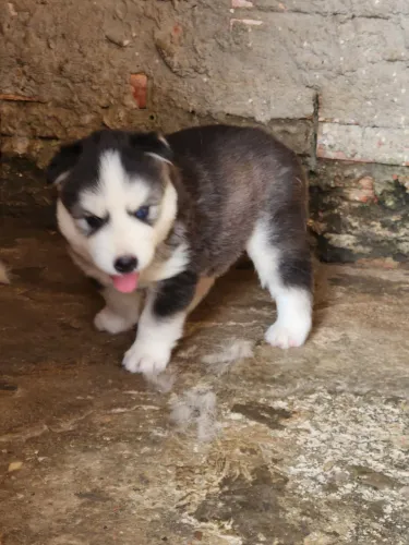 Husky siberiano puro!