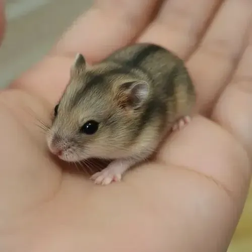 Hamister chines