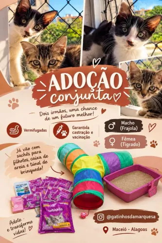 Gatinhos para adoção conjunta.