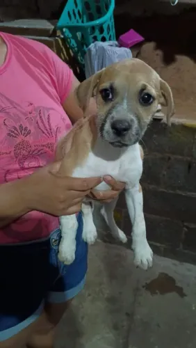 CACHORRO