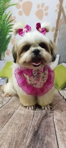 Shih Tzu fêmea adulta
