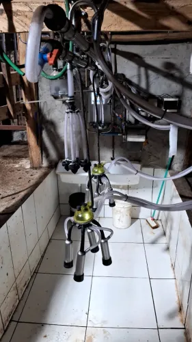 Ordenhadeira canalizada 
