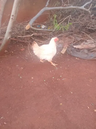 Vendo Galinhas