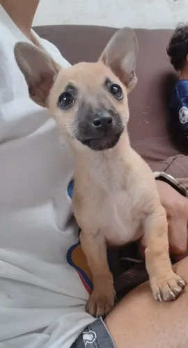 Filhote pinscher macho