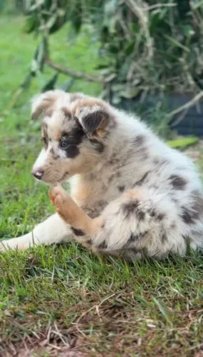 Pastor australiano - australian shepherd