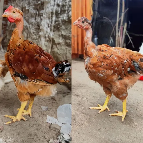 Casal de frangos balão sergipano