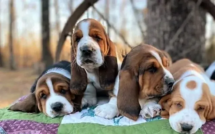 Basset Hound Fofinhos Filhotes