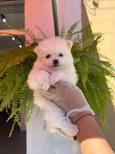 Filhote de Spitz Alemão o floquinho que faz qualquer dia mais feliz