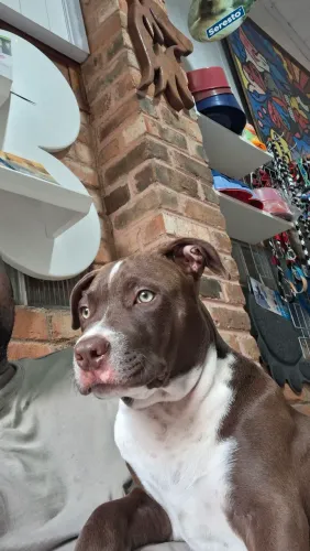 Filhote de Pitbull Macho