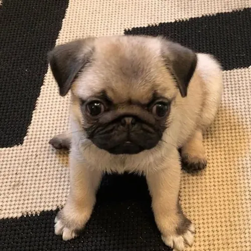 Pug Um amigo leal para todas as fases da sua vida
