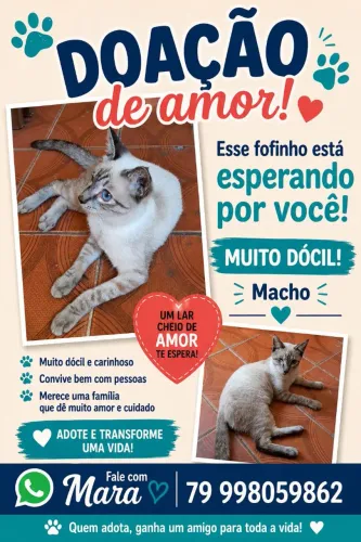 Doação gato