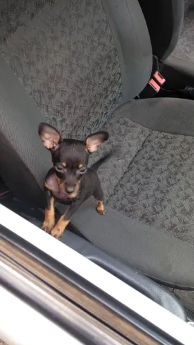Pinscher filhote